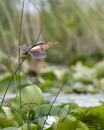 Least Bittern