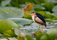 Least Bittern