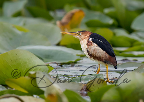 Least Bittern