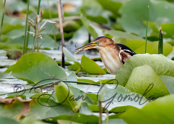 Least Bittern