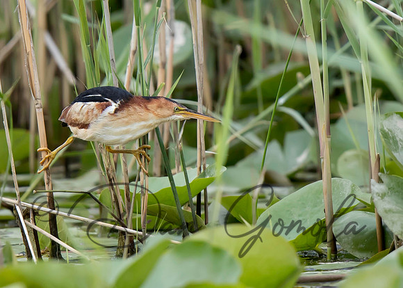 Least Bittern