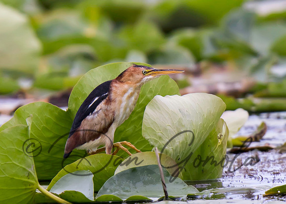 Least Bittern