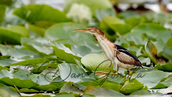 Least Bittern