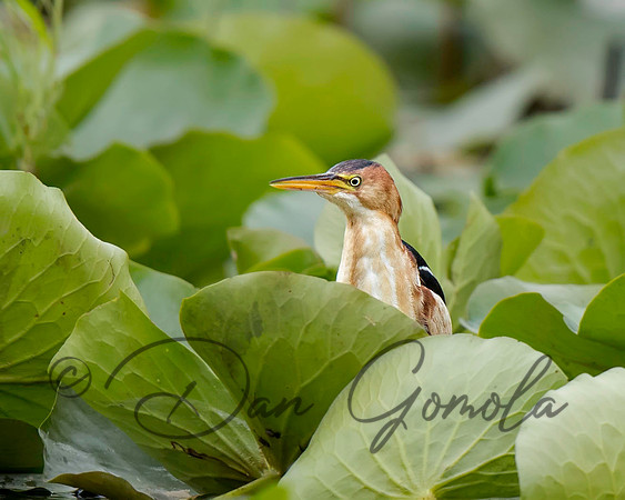 Least Bittern