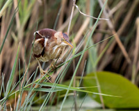 Least Bittern