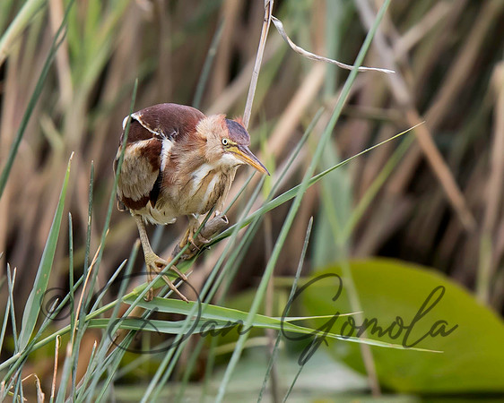 Least Bittern
