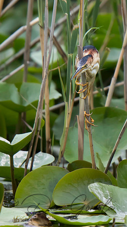Least Bittern