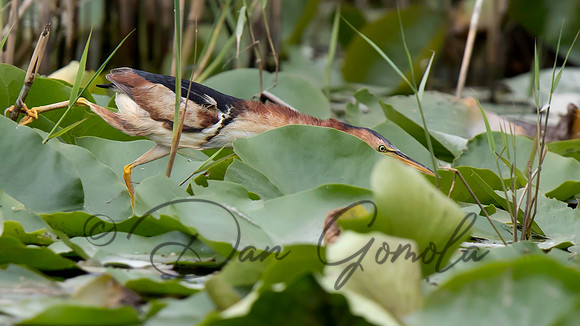 Least Bittern