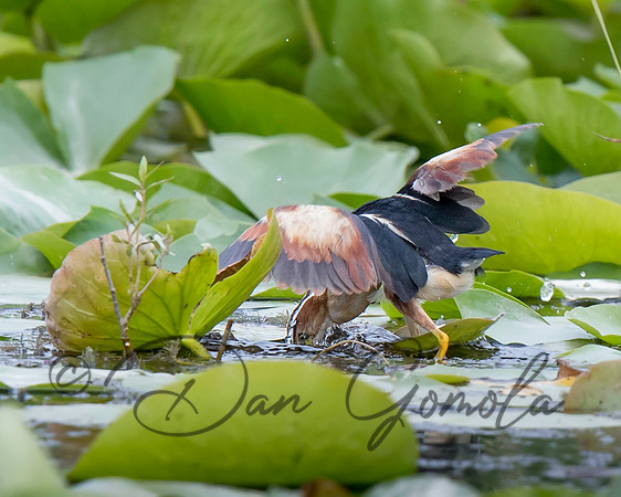 Least Bittern