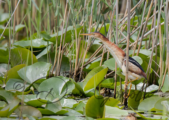 Least Bittern