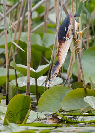Least Bittern