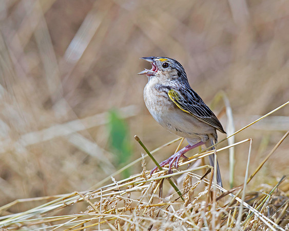 Grasshopper Sparrow
