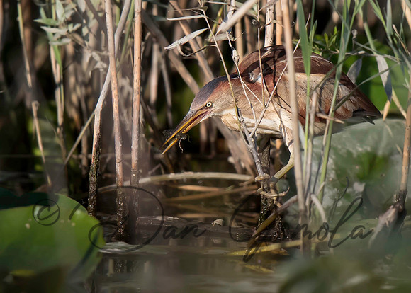 Least Bittern