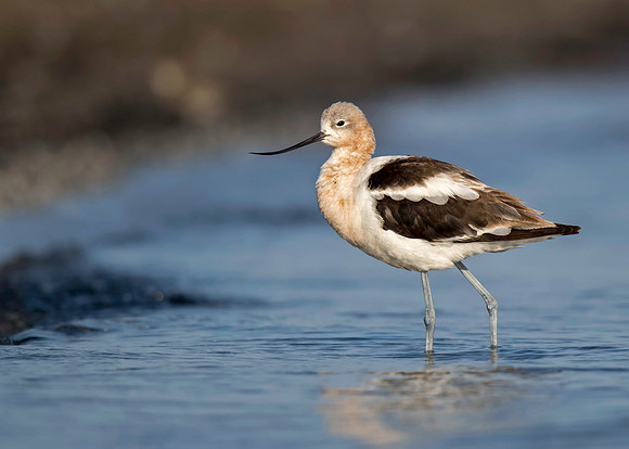 American Avocet