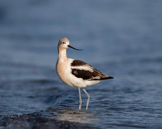 American Avocet