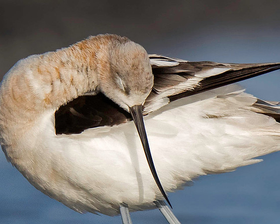 American Avocet