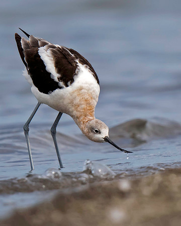 American Avocet