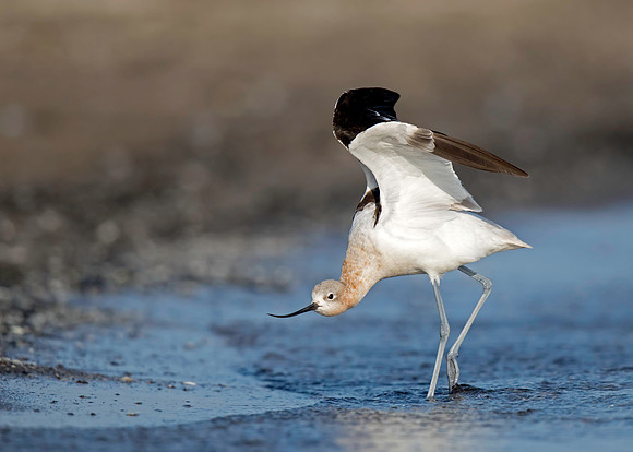 American Avocet