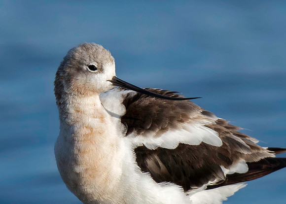 American Avocet