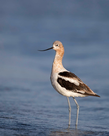 American Avocet