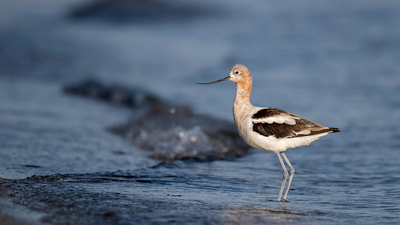 American Avocet