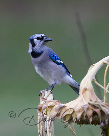 Blue Jay