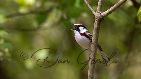 Chestnut-sided Warbler