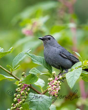 Gray Catbird