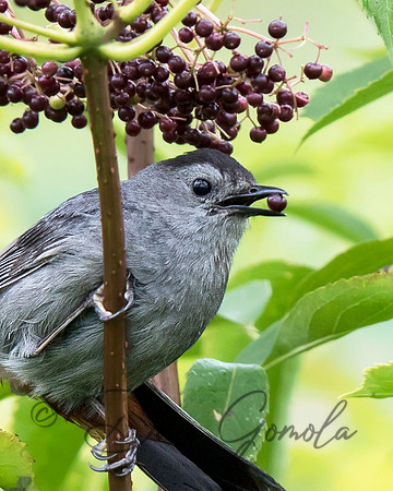 Gray Catbird