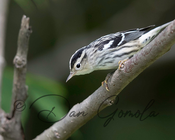 Black-and-white Warbler