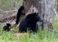 Black Bear