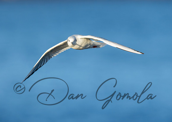 Bonaparte's Gull