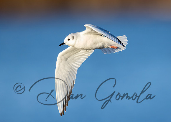 Bonaparte's Gull