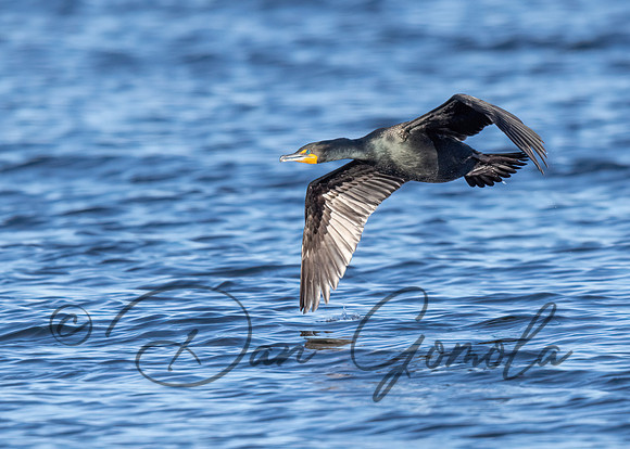 Double-crested Cormorant