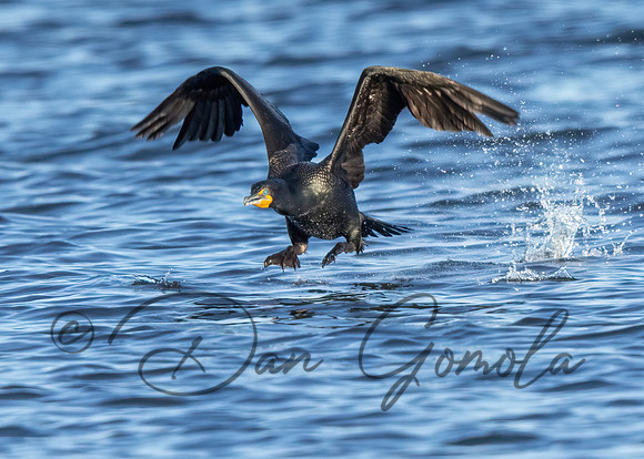Double-crested Cormorant