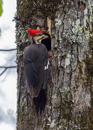 Pileated Woodpecker