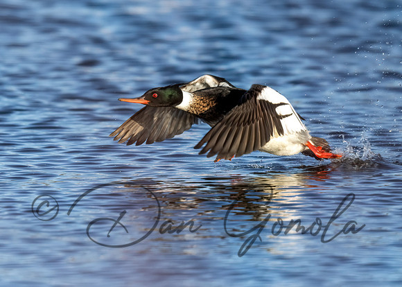 Red-breasted Merganser