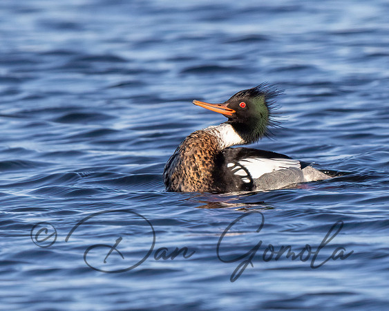 Red-breasted Merganser
