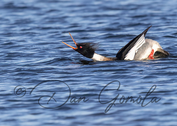 Red-breasted Merganser