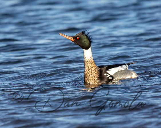 Red-breasted Merganser