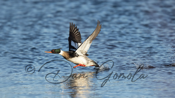 Red-breasted Merganser