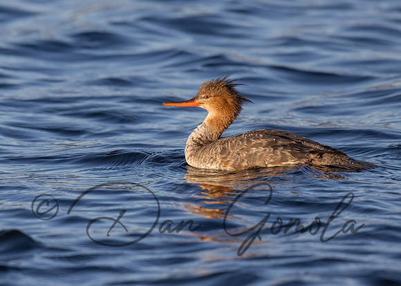 Red-breasted Merganser