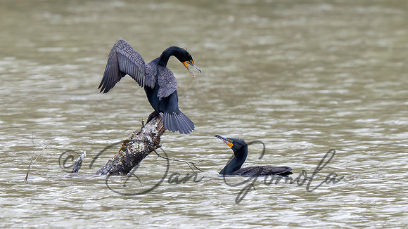 Double-crested Cormorant