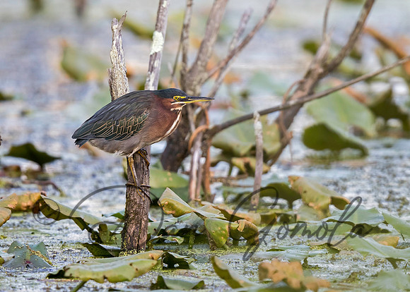 Green Heron