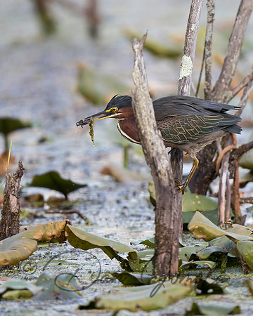 Green Heron