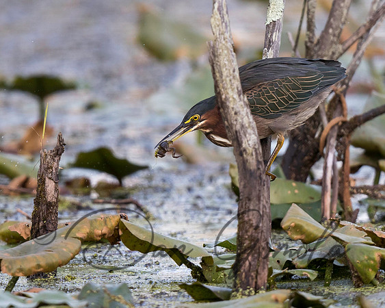 Green Heron