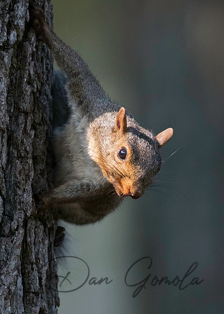 Eastern Gray Squirrel