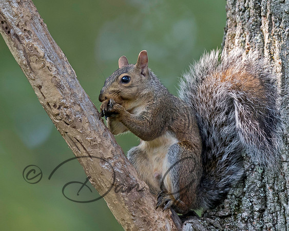 Eastern Gray Squirrel