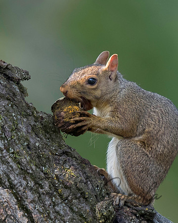 Eastern Gray Squirrel