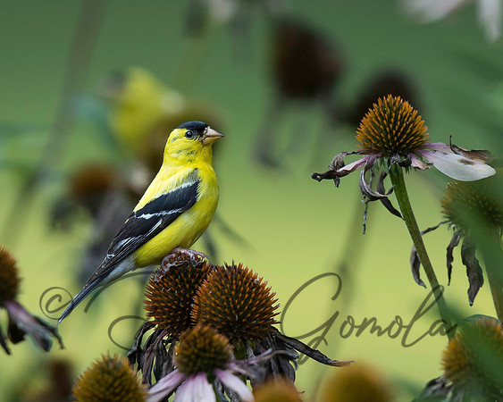 American Goldfinch